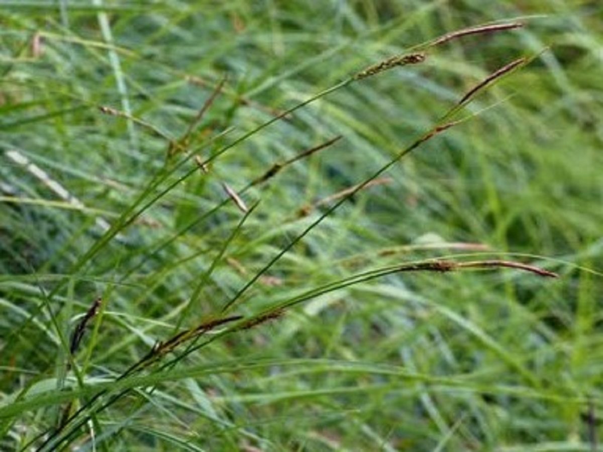Carex caudata (Cyperaceae)